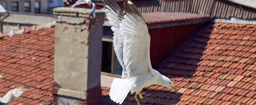 Residential Chimney Animal Removal Solution in Fullerton, PA